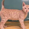 crevette