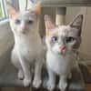 LILAS et ANOUCHKA
