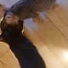 ALPHA