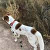 BRUCE (Animalcazar)