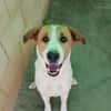 BRUCE (Animalcazar)