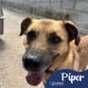 Piper