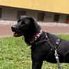 Labrador Mischling sucht tolle Leute