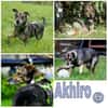 AKHIRO * drollig liebevoll vorsichtig