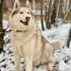 YASEN- sucht ruhige Rentnerstellu g