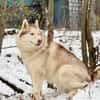 YASEN- sucht ruhige Rentnerstellu g