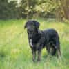 JAMPY2 * sportlicher Schmuser