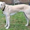 CHITA -sucht ein neues Zuhause-