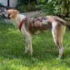 FENNO -rundum toller Junghund-