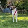 FENNO -rundum toller Junghund-