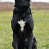 Tolle Labradormixdame Lea sucht Familie