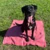 Tolle Labradormixdame Lea sucht Familie