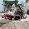FANNY - liebt kuscheln und schmusen!