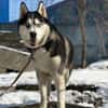 HARLEY- sucht aktive Familie