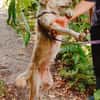 Cleo, junge Hündin sucht neue Familie
