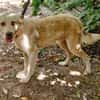 Cleo, junge Hündin sucht neue Familie