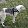 Donatella sucht liebevolles Zuhause