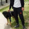 Luke, prächtiger Rüde sucht ein Zuhause