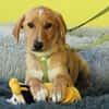 Giyo  junger Hund such sein zu Hause..
