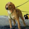 Giyo  junger Hund such sein zu Hause..