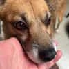 Findus, ein liebes Hundeherz sucht dring