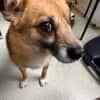 Findus, ein liebes Hundeherz sucht dring