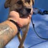 Findus, ein liebes Hundeherz sucht dring