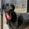 SPINO Nero- hat er als Jagdhund versagt?
