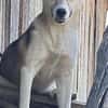 Sansa, hübsches Hundemädchen sucht