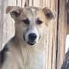 Sansa, hübsches Hundemädchen sucht