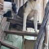 Sansa, hübsches Hundemädchen sucht