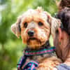 Yoyo, treuer Yorkshireterriermix 5J 5073