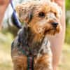 Yoyo, treuer Yorkshireterriermix 5J 5073