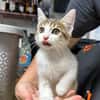 Arold [Chaton]
