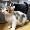 Arold [Chaton]