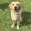Nala CAA14070