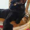 Athos