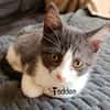 TADDEO