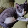 TADDEO