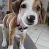 Socks, femelle croisée berger, née le 20/06/2025🐶