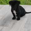 Ayal, mâle croisé berger, né le 01/07/2025 🐶