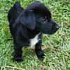 Ayal, mâle croisé berger, né le 01/07/2025 🐶