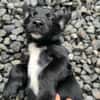 Ayal, mâle croisé berger, né le 01/07/2025 🐶