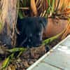 Ayal, mâle croisé berger, né le 01/07/2025 🐶