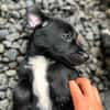 Ayal, mâle croisé berger, né le 01/07/2025 🐶
