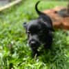 Ayal, mâle croisé berger, né le 01/07/2025 🐶