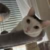 Kisa sucht neues Zuhause