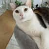 Kisa sucht neues Zuhause