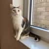 Kisa sucht neues Zuhause