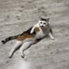Kisa sucht neues Zuhause